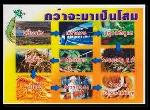 โสมเกาหลีตังกุยจับ(โสมโกลด์)